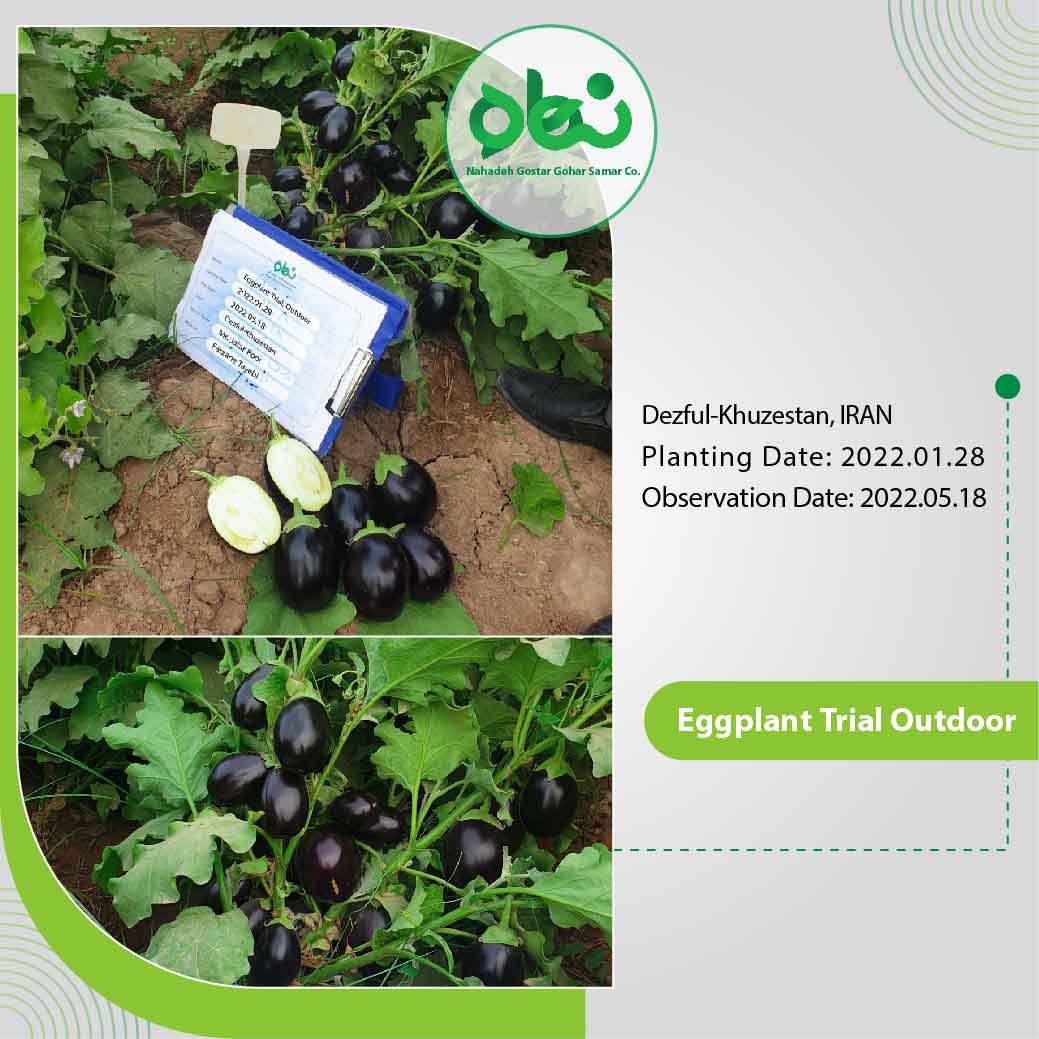 Eggplant Trial outdoor(2)